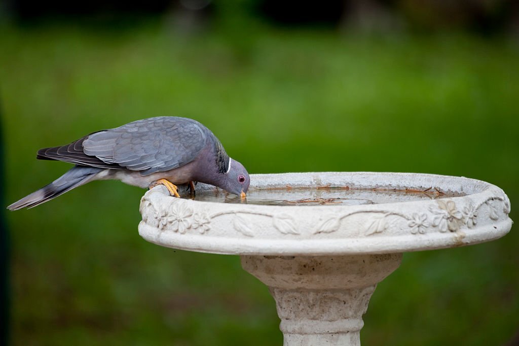 A Band-tailed Pigeon drinking from a concrete birdbath near Olympia, WA.