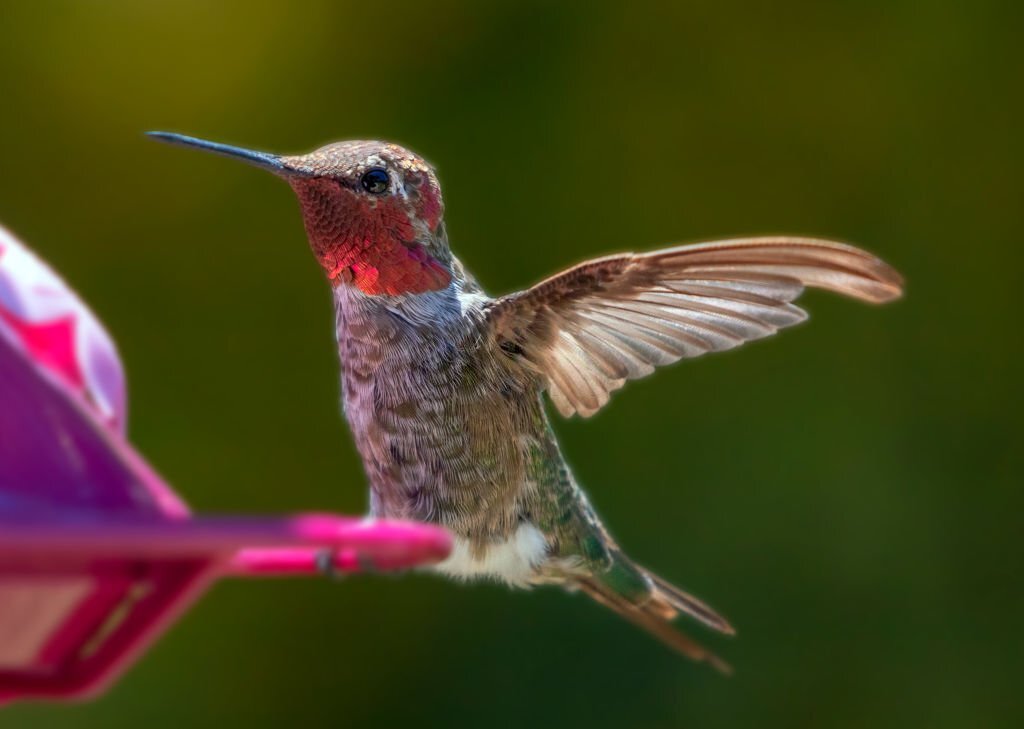 Ruby throated Hummingbird in Ventura California United States