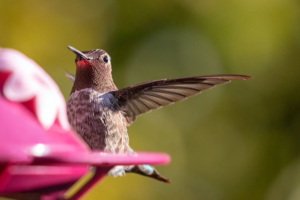 Young ruby throated Hummingbird in Ojai California United States
