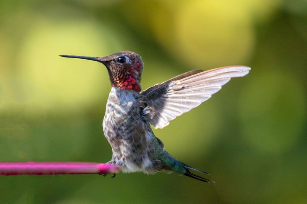 Small hummingbird with outstretched wings in Oxnard California United States