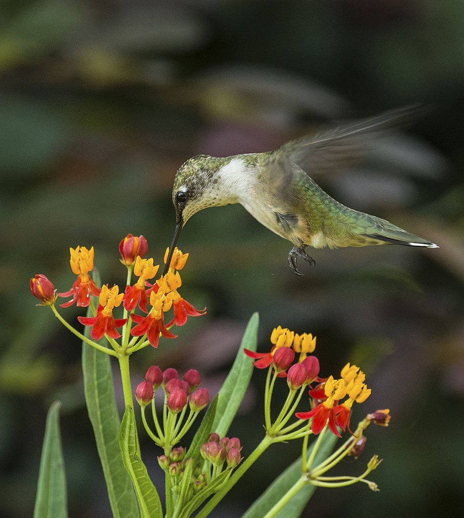 A black-chinned hummingbird feeding on butterfly weed
