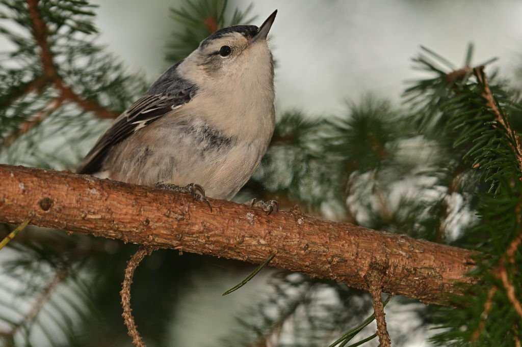 Female white-breasted nuthatch on evergreen branch, looking at camera. Taken in Connecticut.