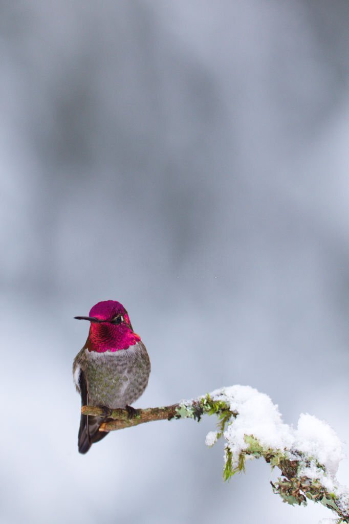 A male Anna's Hummingbird rests on a snowy perch in a yard in Washington.