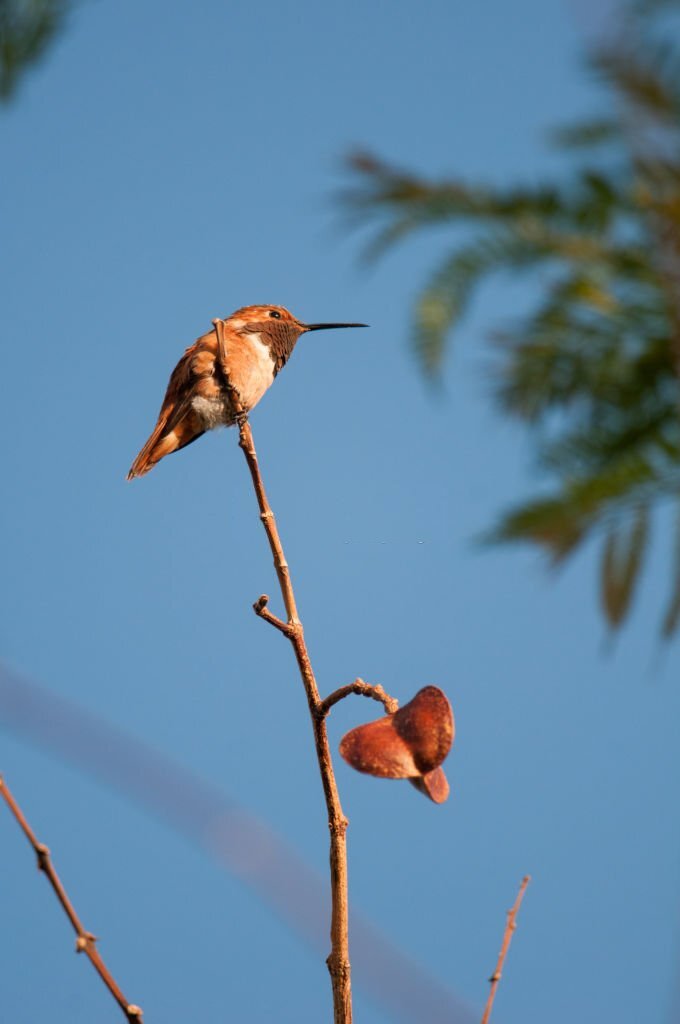 Rufous Hummingbird perched in a tree in California