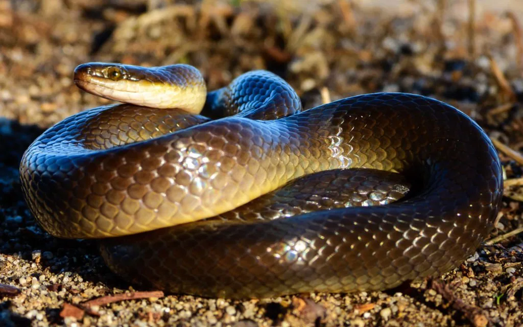 Herald Snake (Crotaphopeltis hotamboeia), mildly venomous but harmless to humans