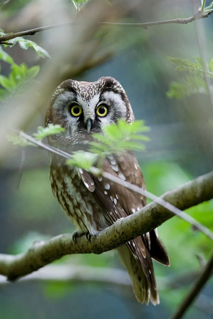 The Boreal Owl in the woods in Germany