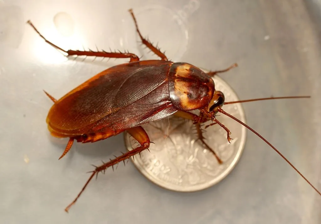 Periplaneta americana (Blattodea), the large American Cockroach, is rarely found inside homes, and not typically considered a pest species.  Quarter for comparison.