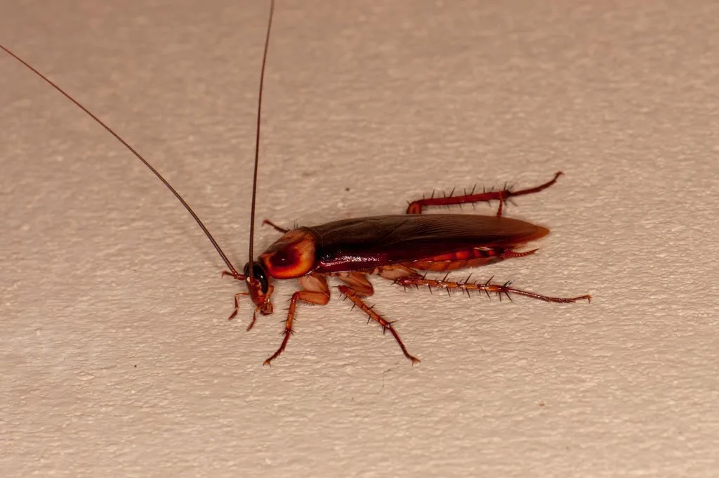 Brown cockroach, macro, Kharkiv, Ukraine