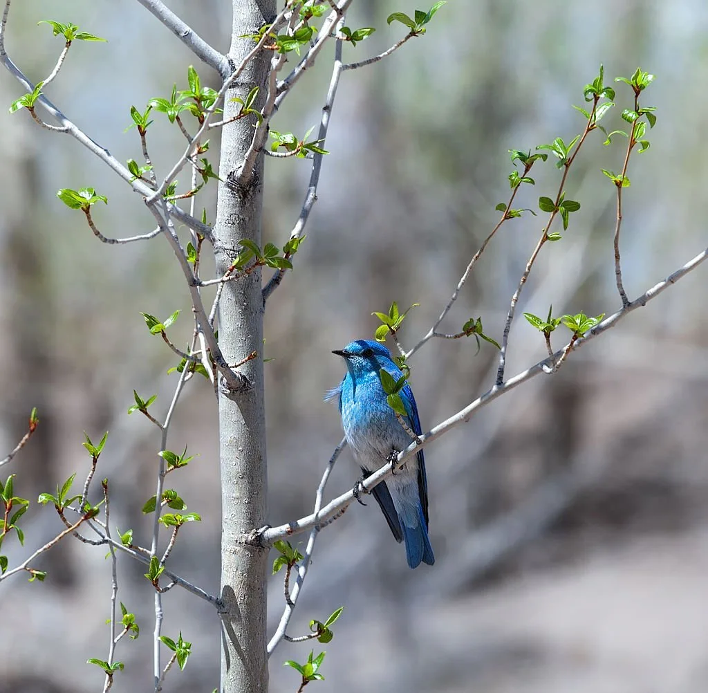 A Blue Jay sitting on a blossoming aspen. Spring time at Great Sand Dunes National Park and Preserve, Colorado, United States