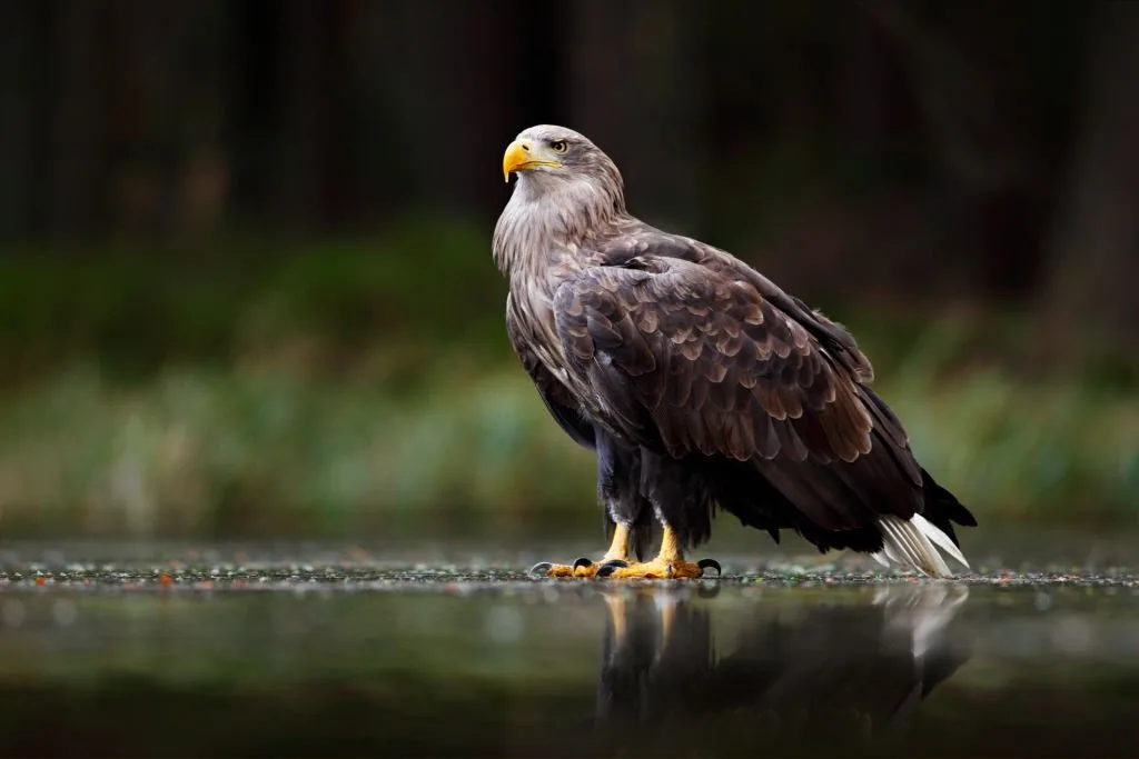 Eagle in dark lake. White-tailed Eagle, Haliaeetus albicilla, flight above water river, bird of prey with forest in background, animal, nature habitat, wildlife, Poland. Eagle hunting.