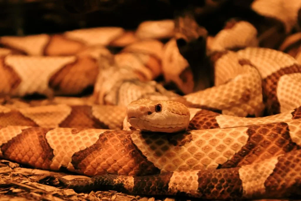 An image of a Copperhead snake with the snake's head and tail visibility among its body. The pattern on the snake is also clearly visible.