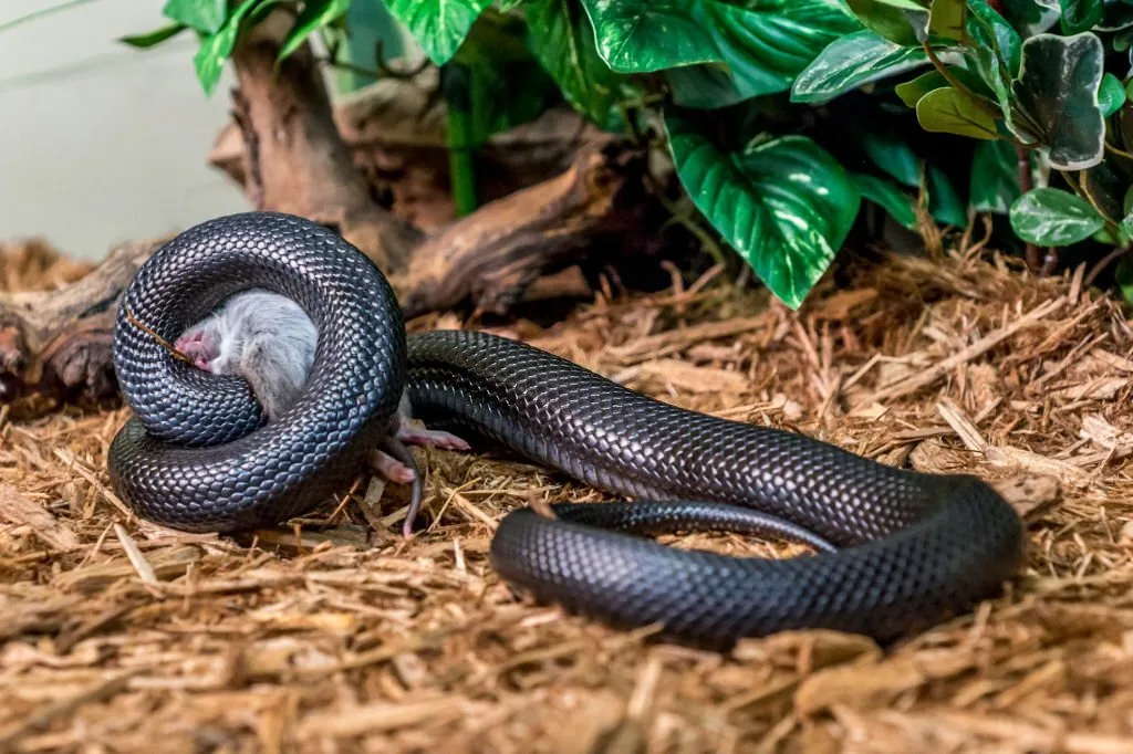 Mexican black king snake eating a mouse.