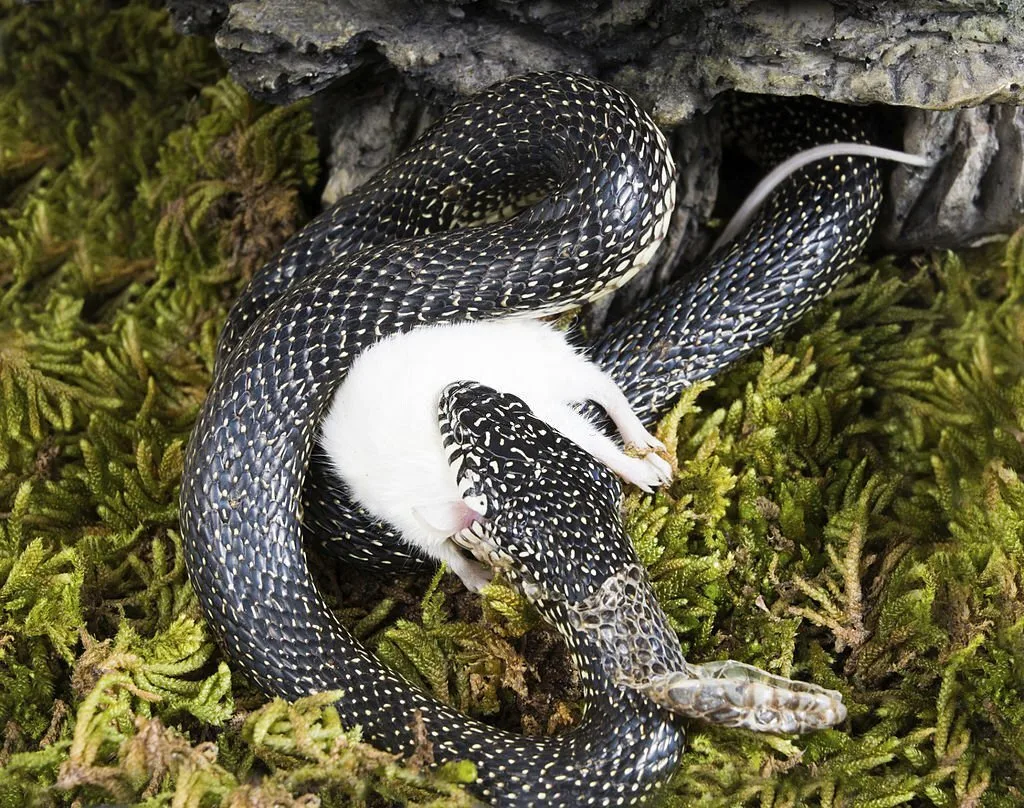Holbruka speckled king snake eats the white mouse