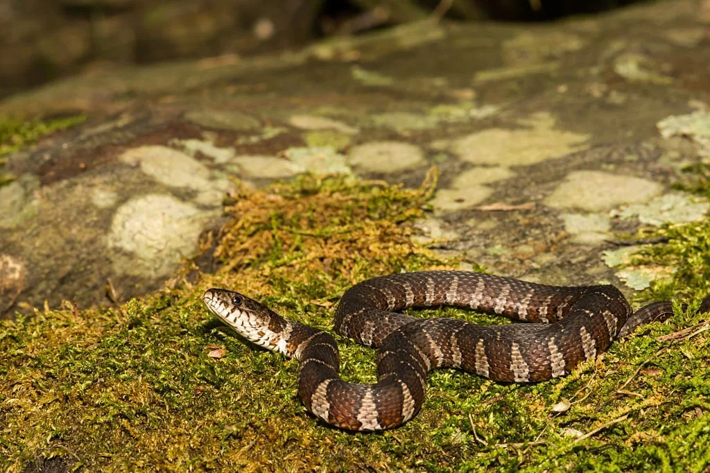 A Northern Watersnake on a moss covered stone.
