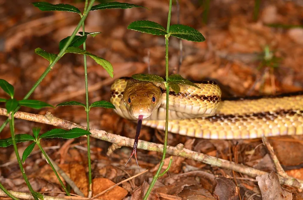 Close up view of a Yellow Rat snake on  a leafy forest floor, facing the camera, with body slightly raised off the ground and tongue fully extended, tasting the air.