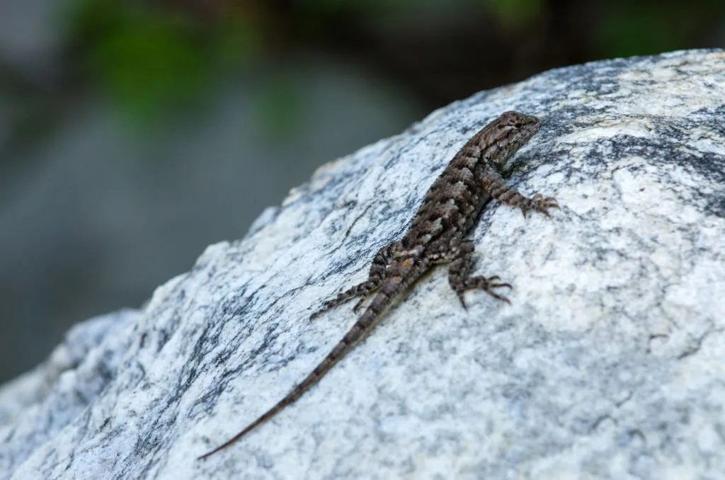 An eastern fence lizard sun bathing on a rock in the Great Smoky Mountains National Park.