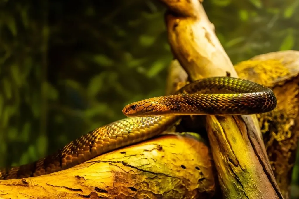 A closeup shot of a beautiful snake on the tree