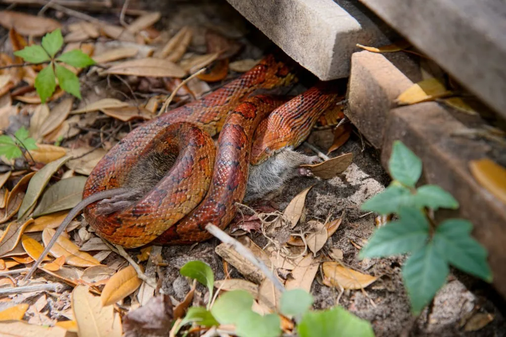 A Corn snake, aka Red Rat snake, has captures a field mouse and is in the process of devouring it for lunch
