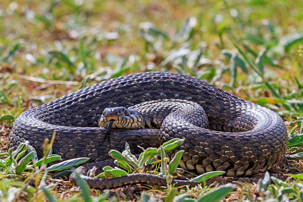 Florida rat snake pets, A large snake in the grass threatens tongue, danger