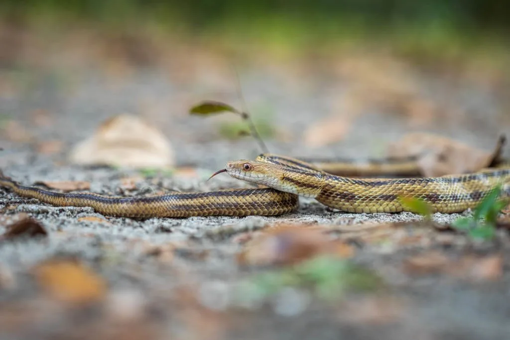 Isolated close up portrait of eastern yellow ratsnake on the ground