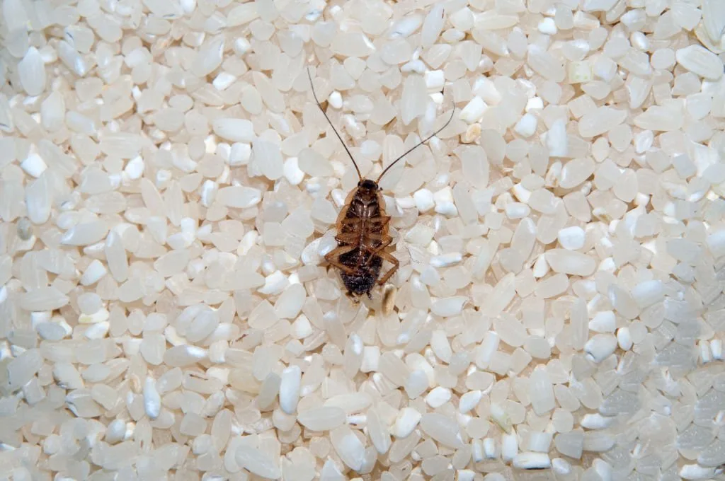 Deceased cockroach from means against cockroaches. Close-up in rice.