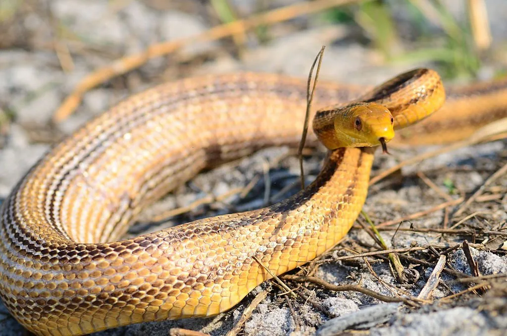 A bloated Yellow rat snake raises its head and flicks its tongue as it winds its way down a sandy forest floor.