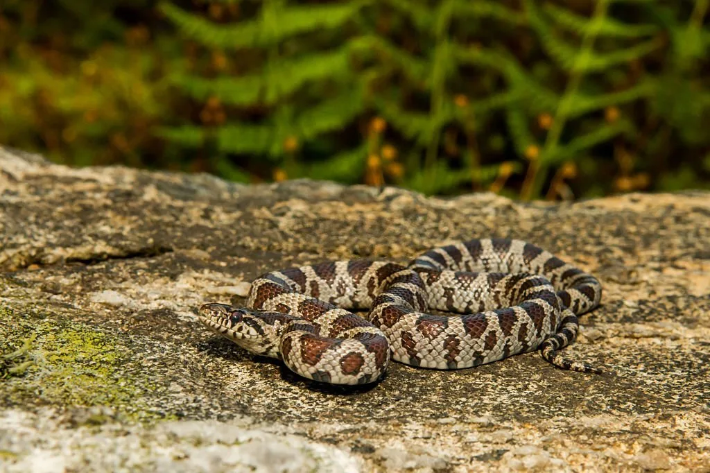 An Eastern Milk Snake found in the wild.