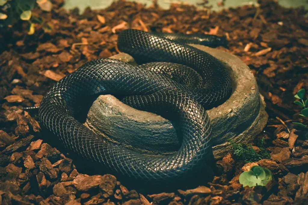 Mexican black kingsnake coiled in zoo