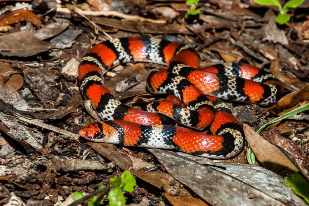 A close up of a Scarlet Snake coiled on the ground.