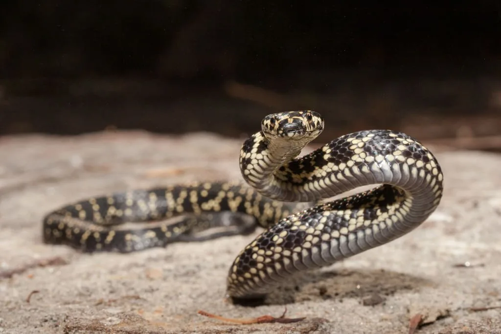 Australian endangered Broad headed Snake