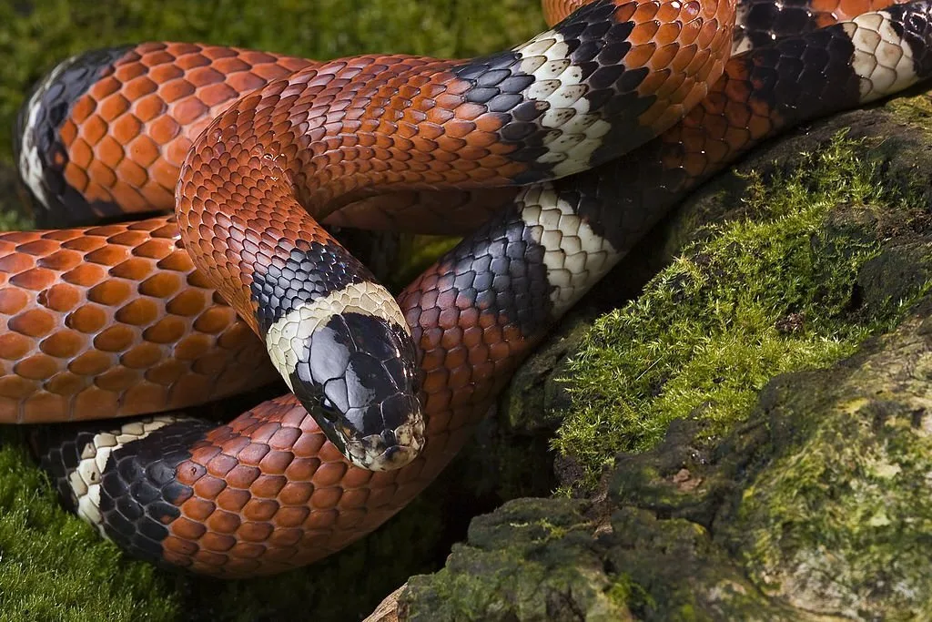 "This is a horizontal image of a Sinolian Milk Snake in a man-made environment similar to its home. The distinctive tri-color of burnt orange,black and white scales makes it a popular pet and the fact that it's non-venomouse"