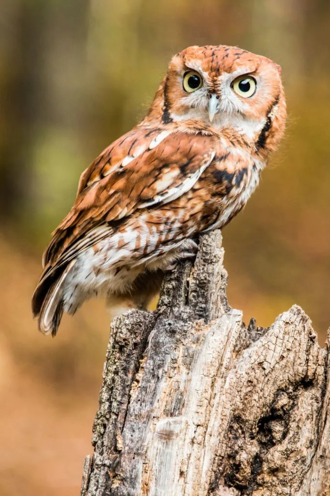 A brown Eastern Screech Owl perched on a tree stump.