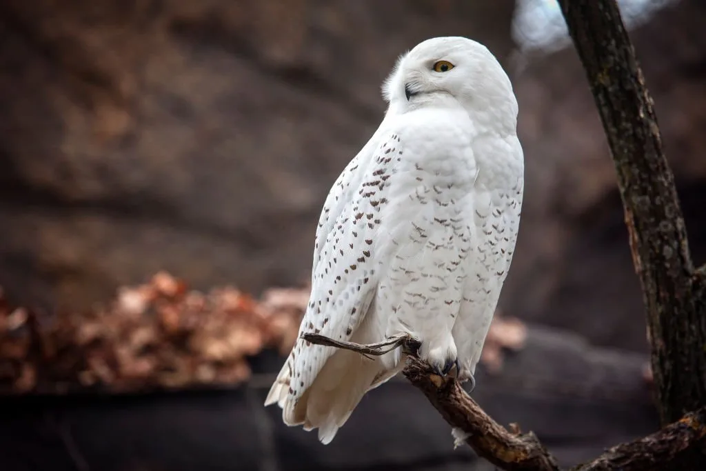 beautiful white owl standing on the branch