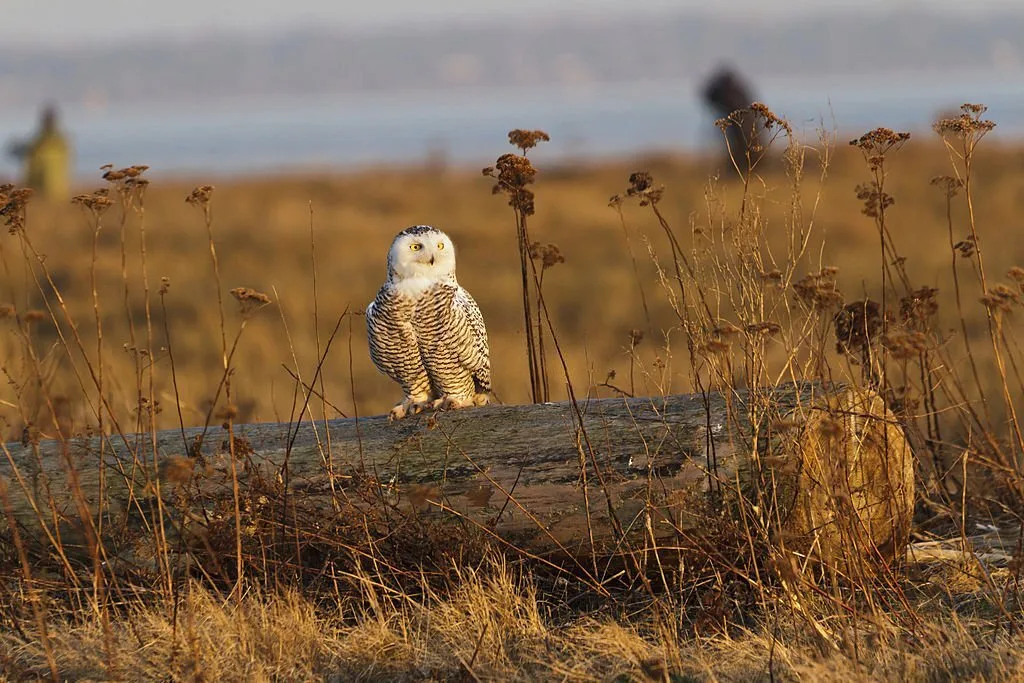 Snowy Owl, March 2012, Boundary Bay, Delta, BC, Canada