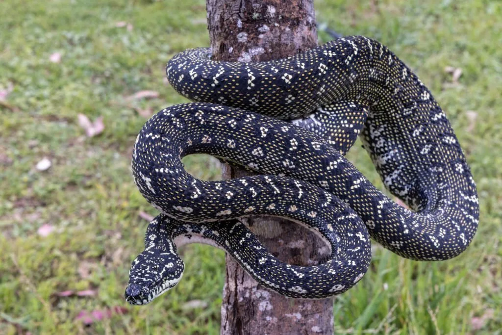 Australian non-venomous Diamond Python