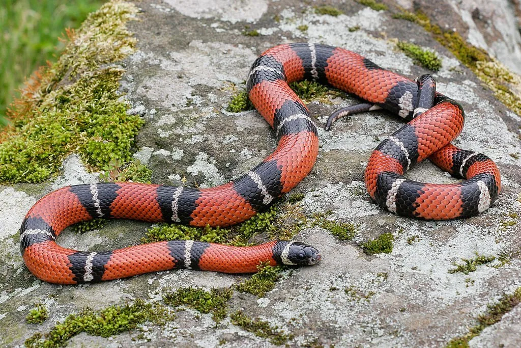 A mexican milk snake lays on a rock