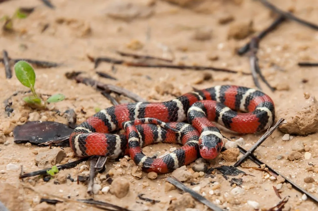 A close up of a Scarlet Kingsnake in Florida.