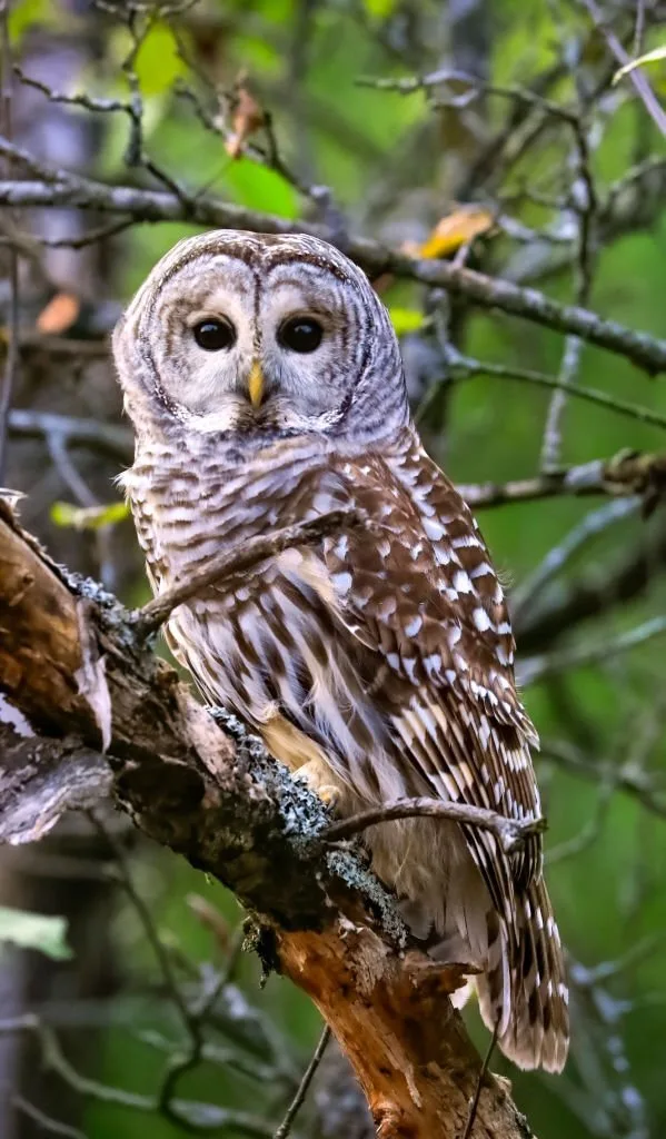 This owl is back in the autumn in the Montreal area in Province of Quebec.