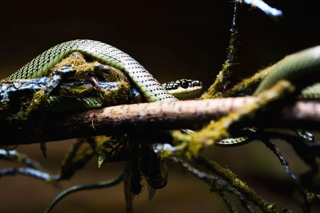 Snake climbed in tree coiled between branches