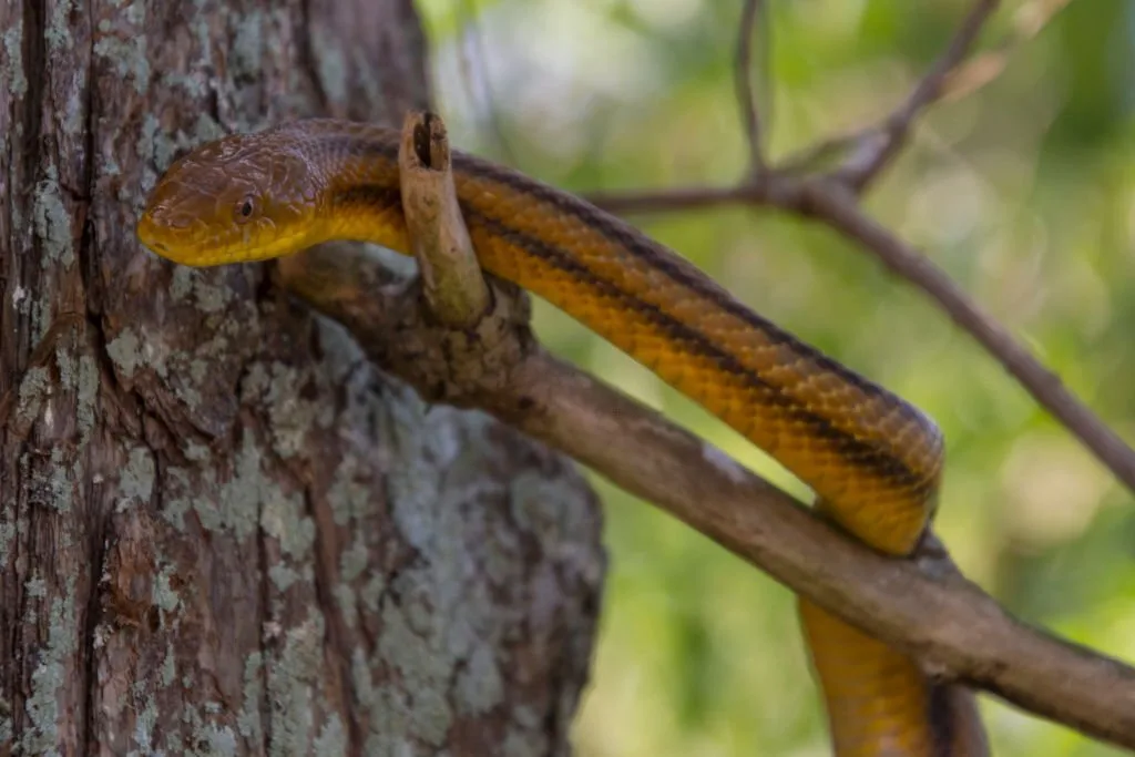 Yellow Rat Snake on tree