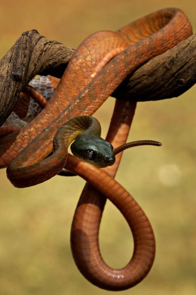 A venomous red snake sticking out its head ready to prey on