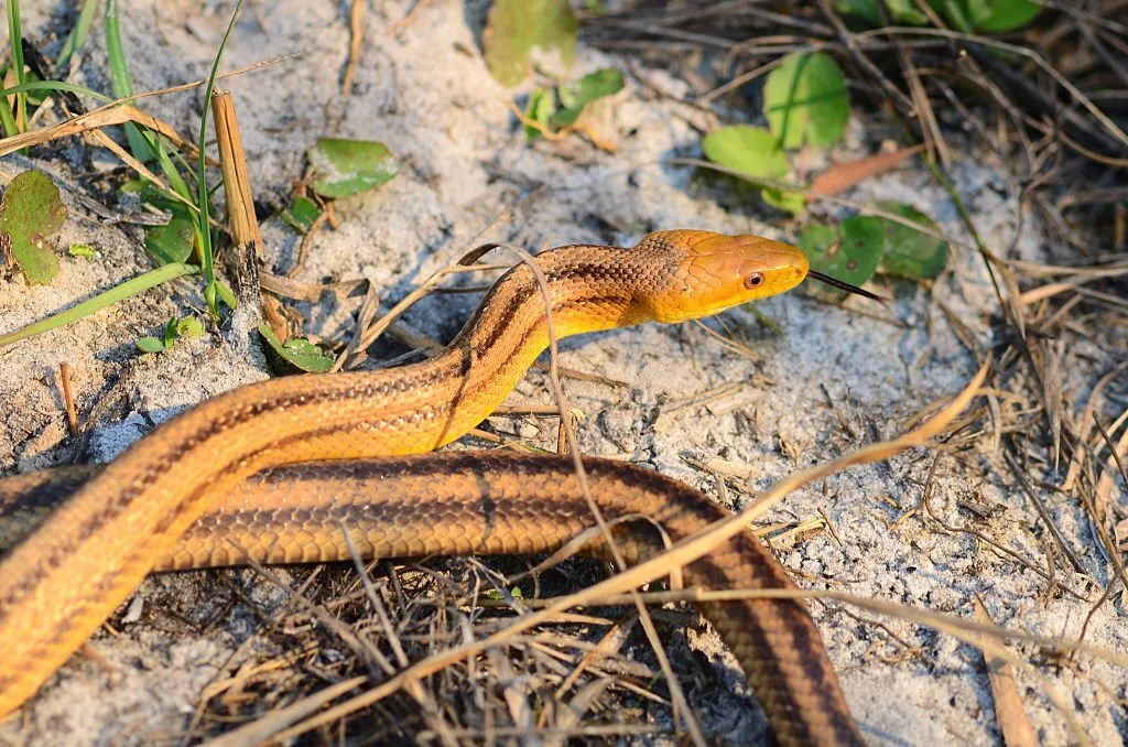 A yellow rat snake doing an about turn and crossing over its own body as it tries to take cover