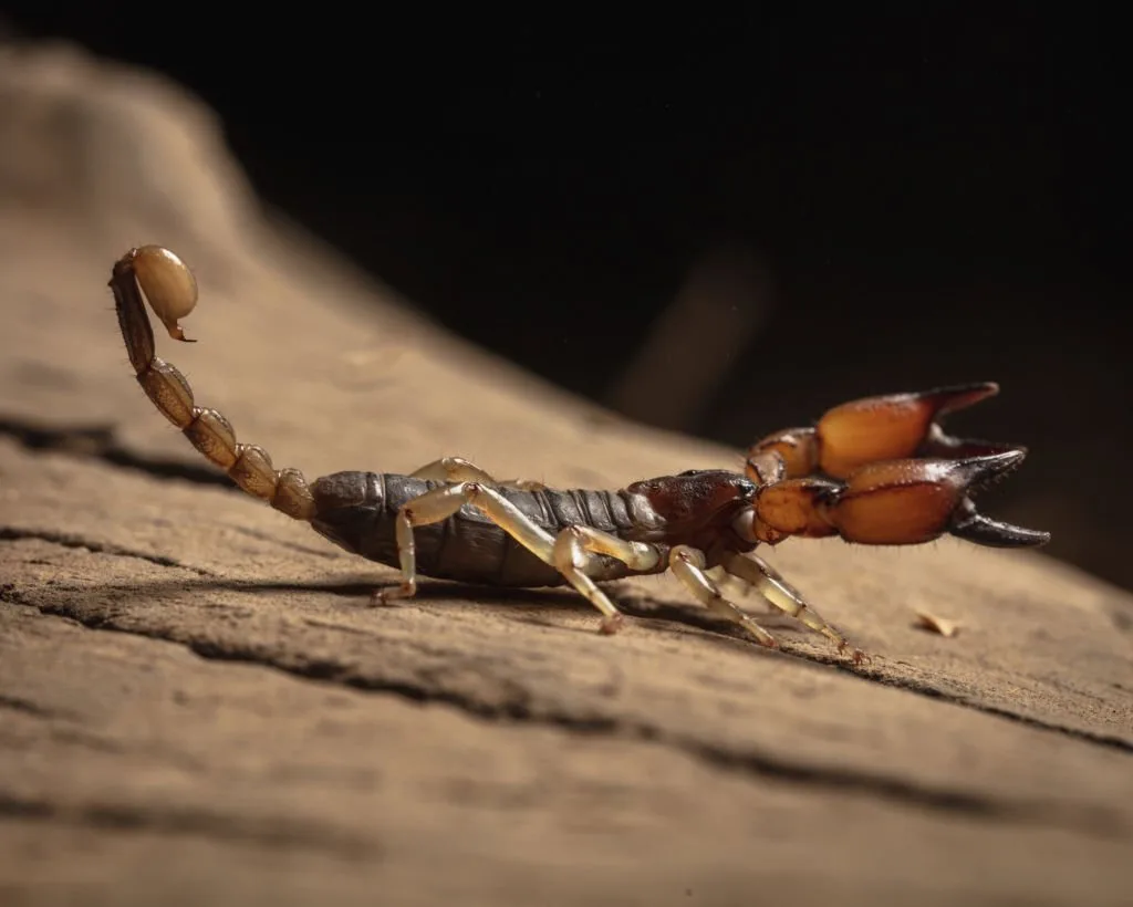 Macro photographs of the California Swollen Stinger Scorpion.