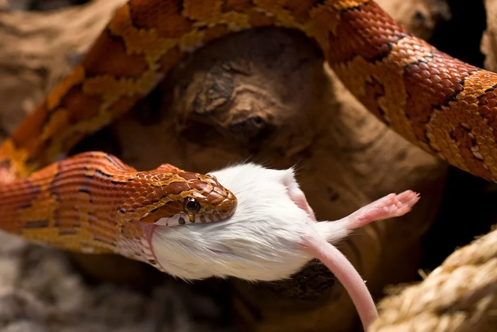 Macro shot of a snake eating a mouse.