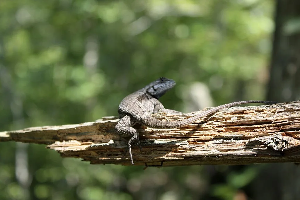 small tree lizard sunbathing