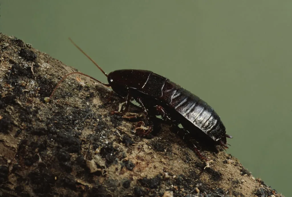 Oriental Cockroach (Blattidae). Photographed by acclaimed wildlife photographer and writer, Dr. William J. Weber.