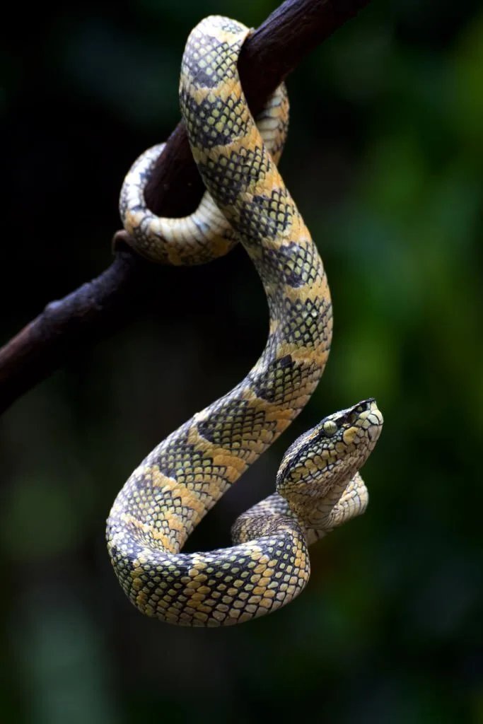 The Tropidolaemus Wagleri, more commonly known as the Wagler's Pit Viper, is a species of venomous snake