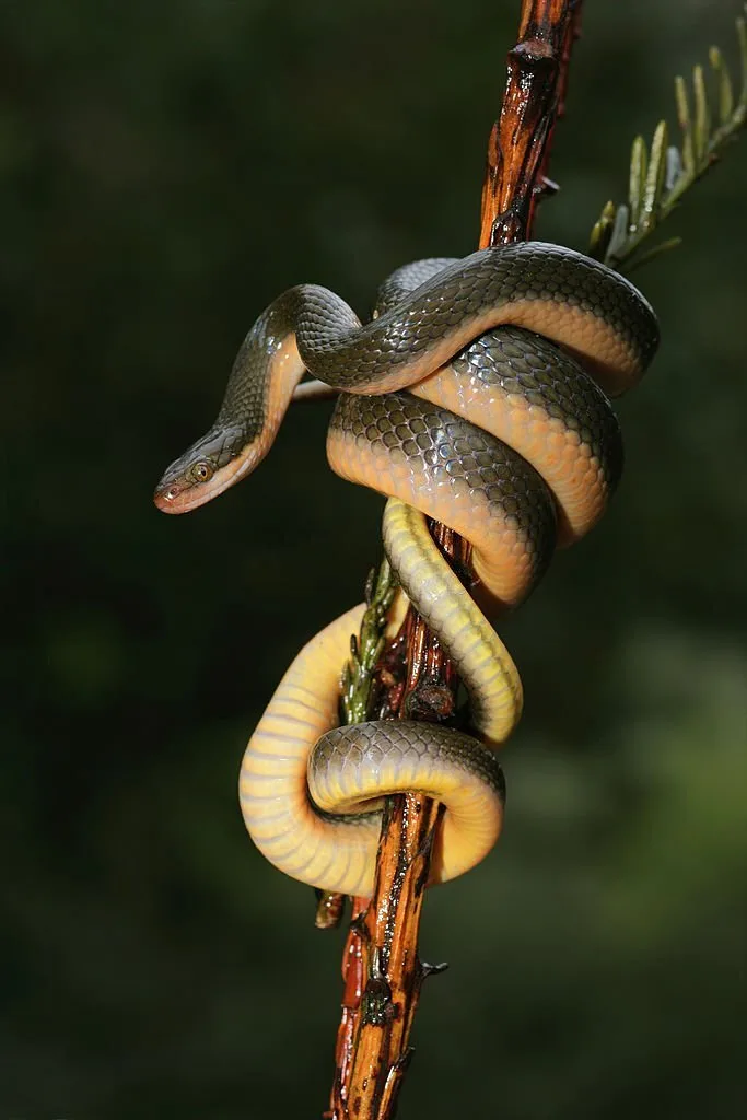 Close-up of an Aurora house snake (Lamprophis aurora), South Africa