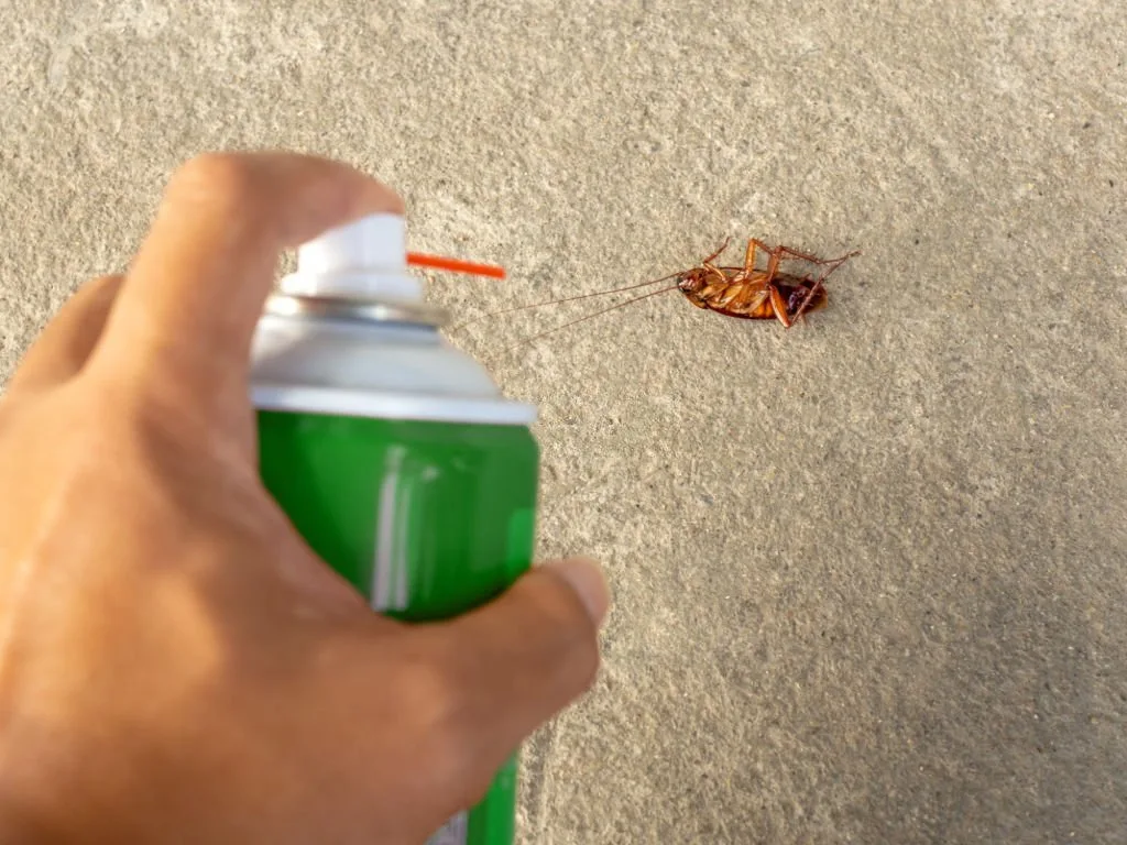 Human hand spraying insecticide on dead cockroach. pest control, health and hygiene concept, copy space