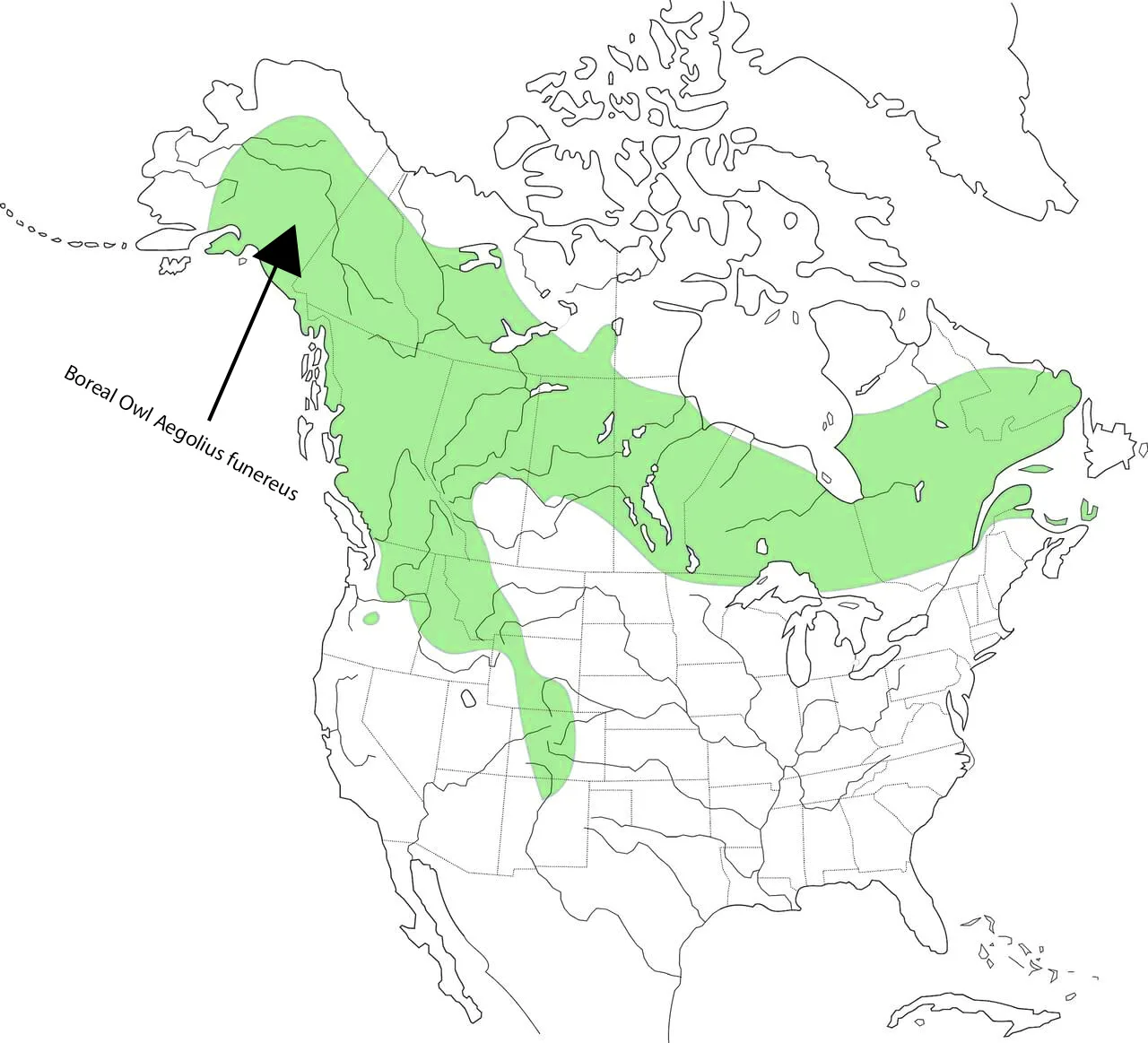 Boreal Owl Aegolius funereus range map